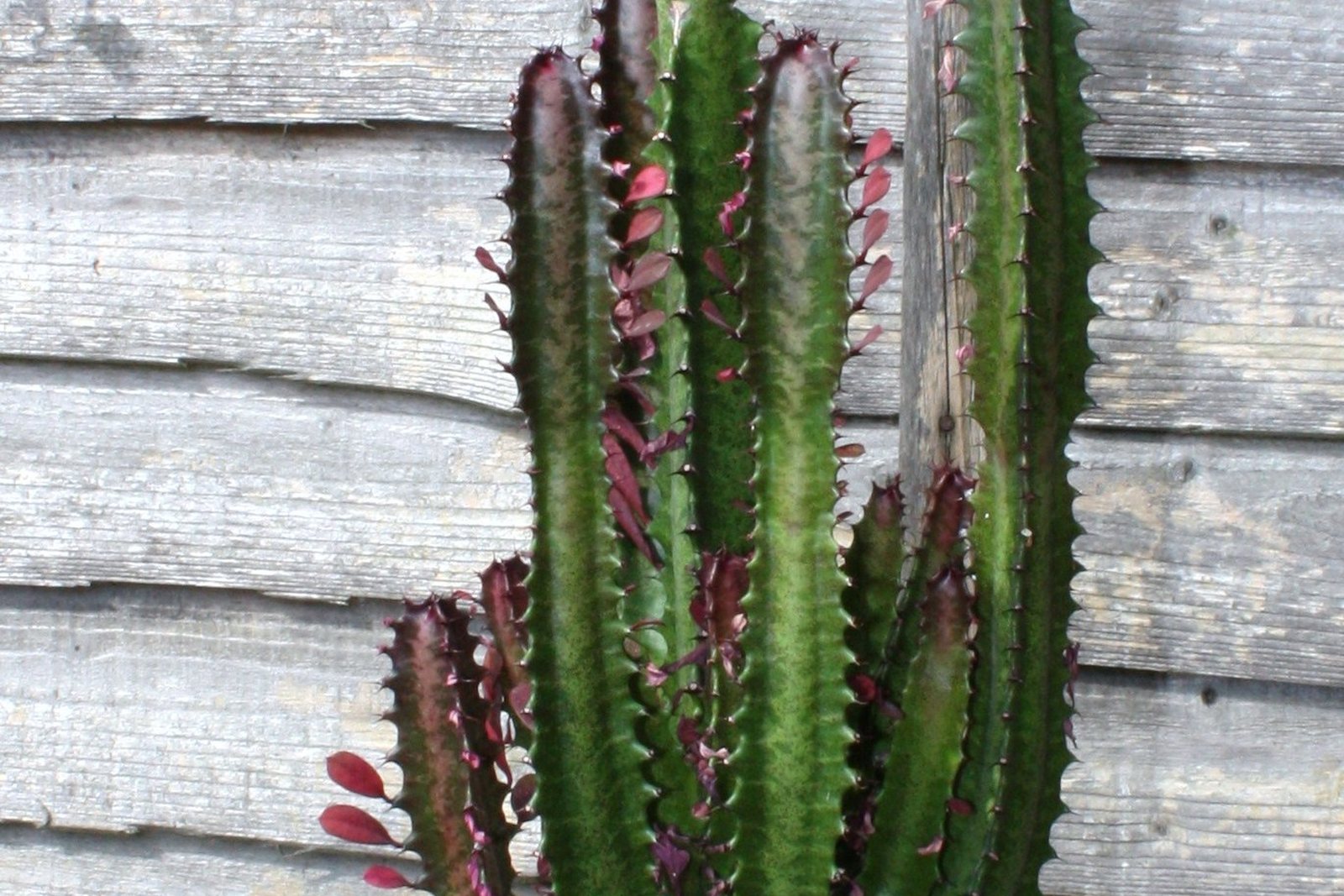 Dilimli yeşil gövdeleri ve küçük mor yapraklarıyla, sık sık kaktüs sanılan Euphorbia trigona.