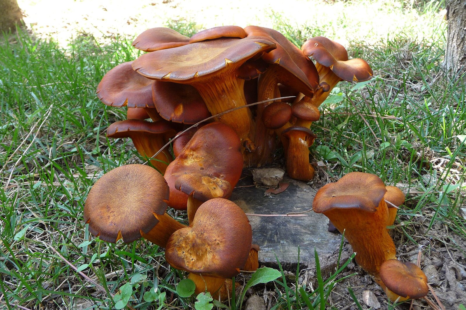 A dense cluster of jack-o'-lantern mushrooms (Omphalotus olearius) growing from a stump in Tuscany, Italy.