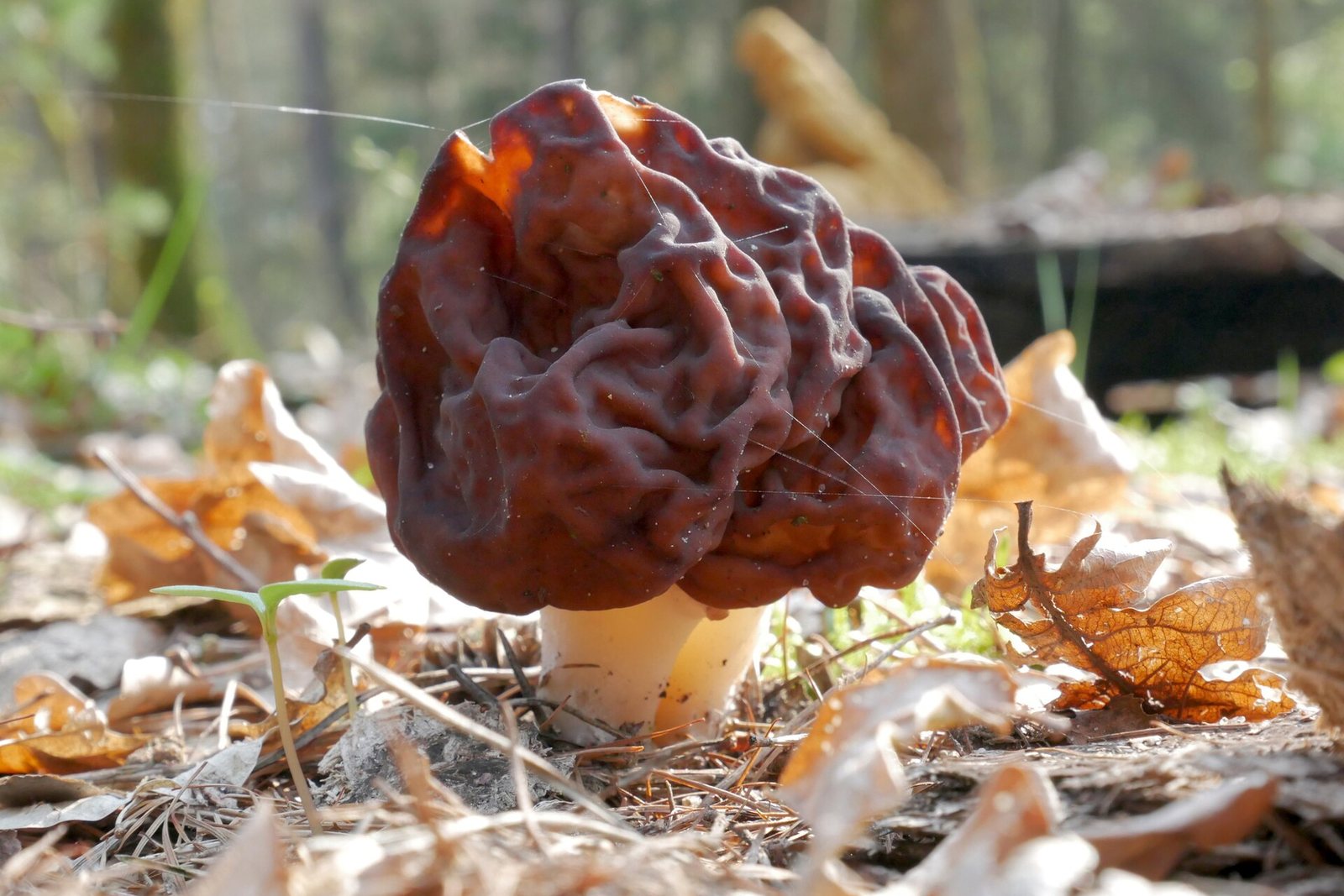 A false morel (Gyromitra esculenta) with a brown, brain-like cap on a sunny spring forest floor in Germany.