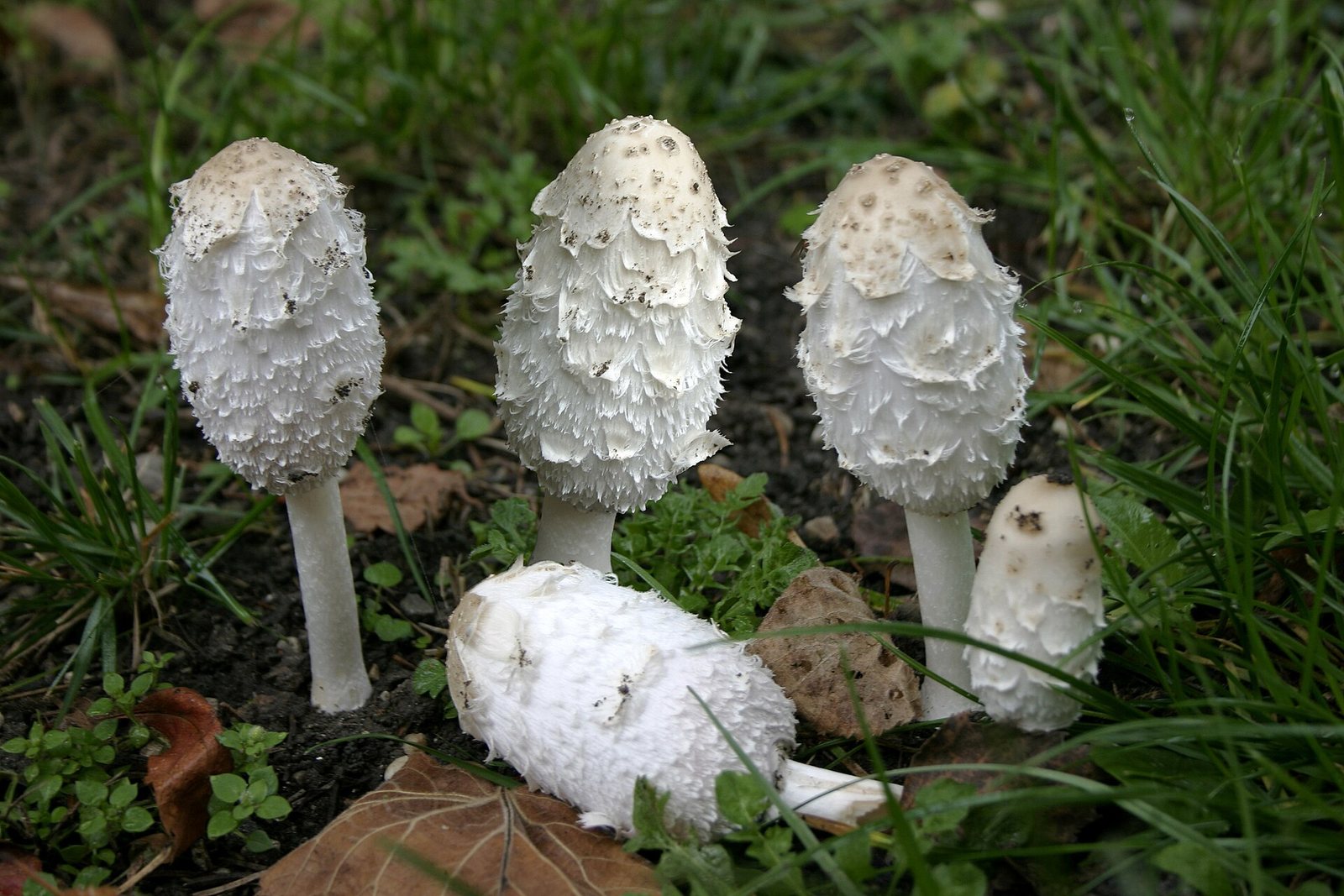 A group of young shaggy mane mushrooms with white, shaggy caps standing in grass.