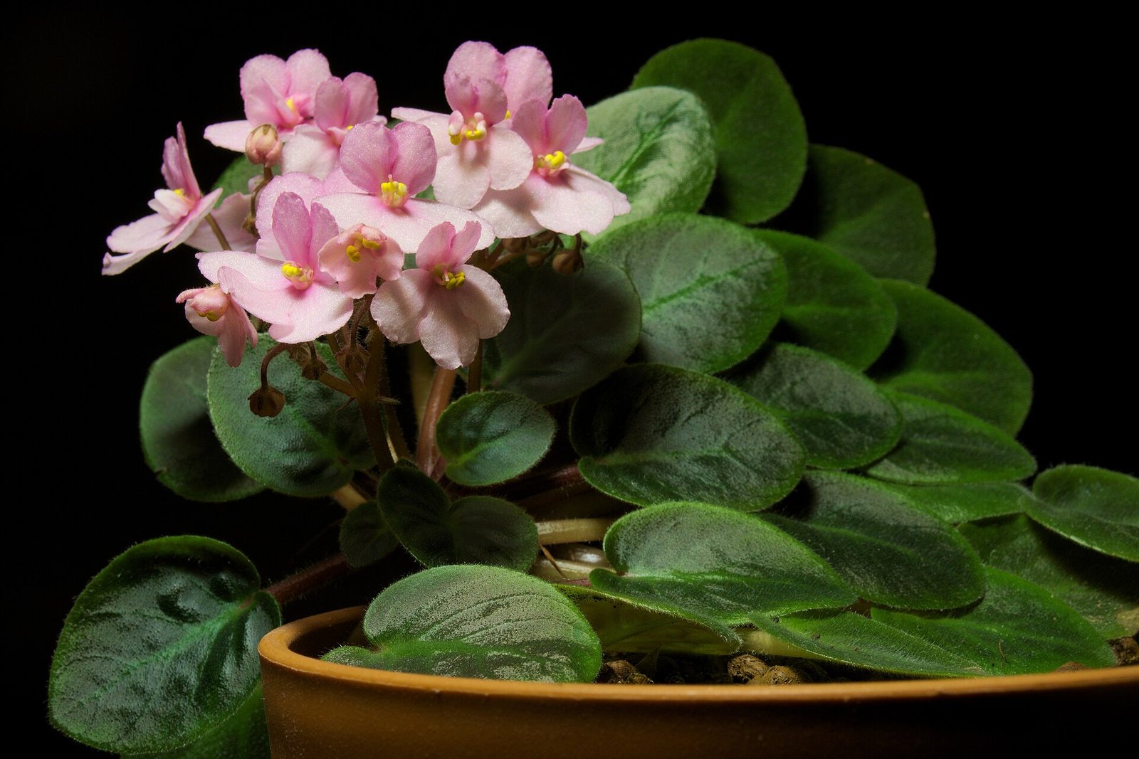 A pink-flowered African violet in a terracotta pot.