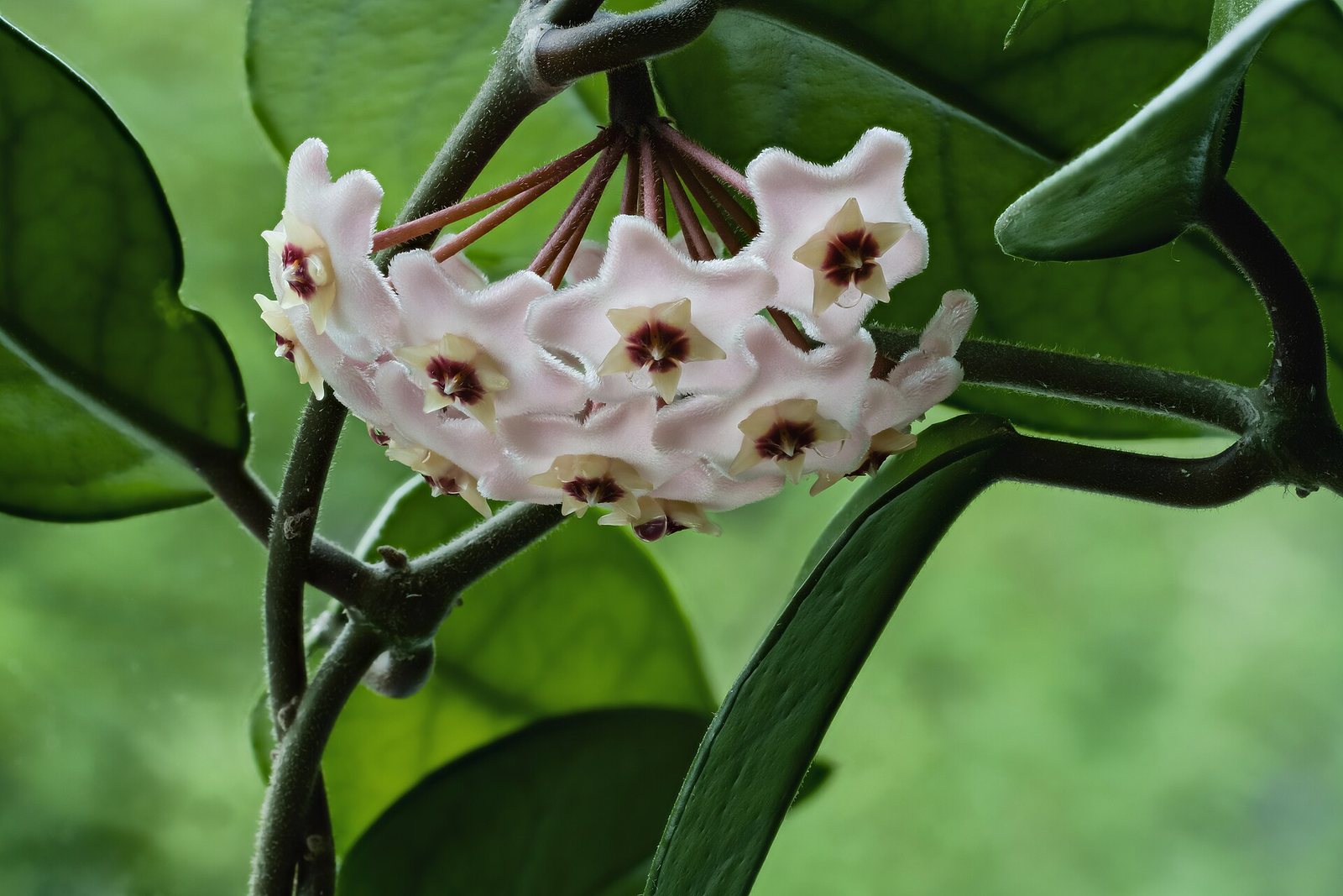 A cluster of wax plant (Hoya carnosa) flowers among glossy leaves.