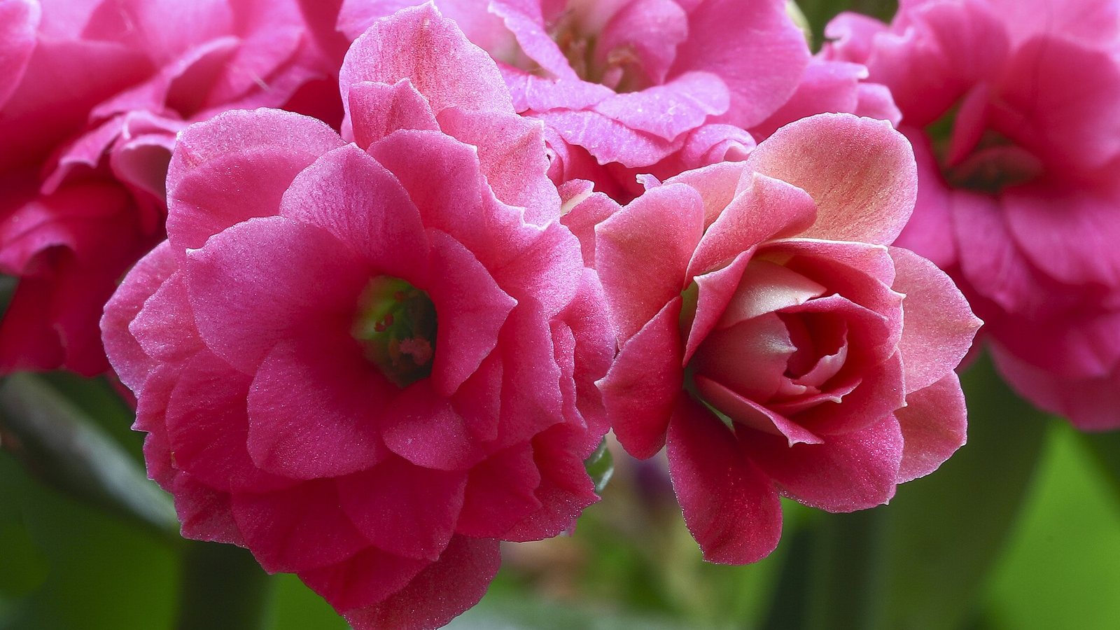 Flowering Houseplants That Really Bloom Indoors