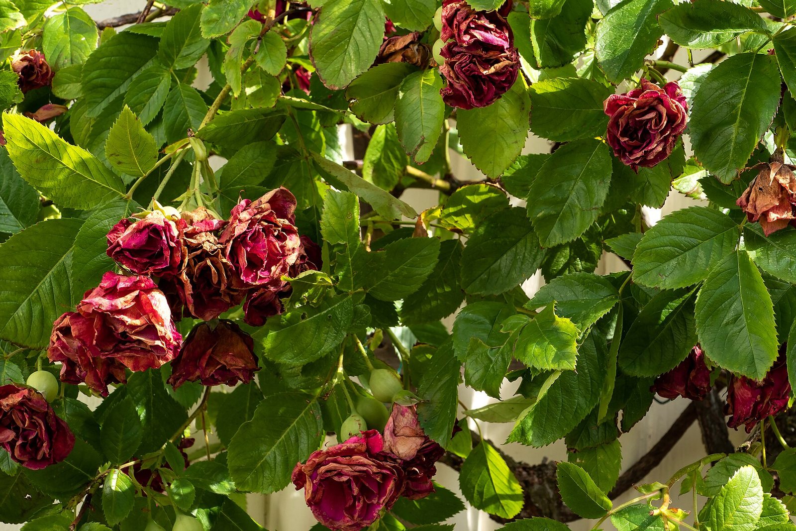 Roses wilted after a heat wave.