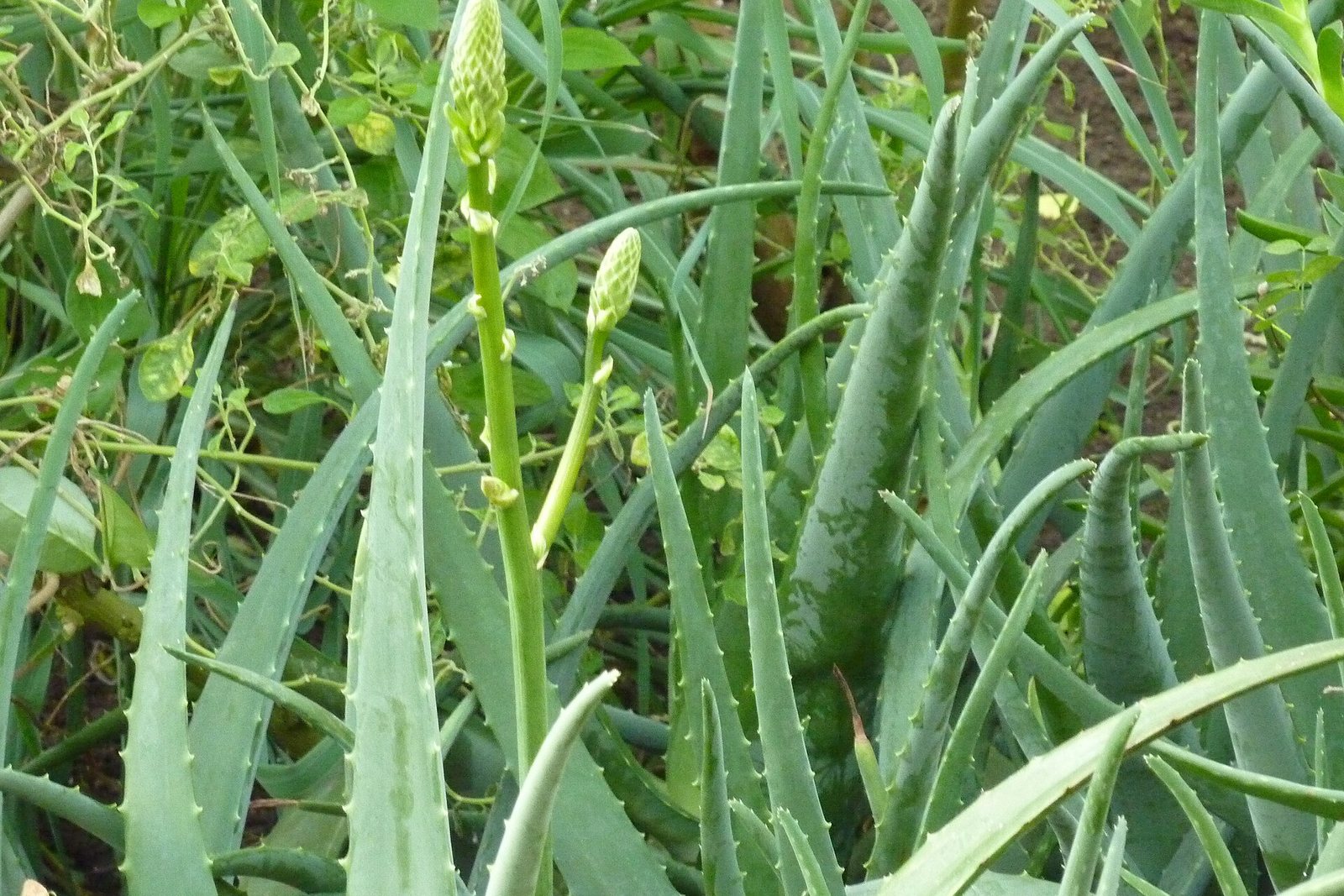 Aloe vera, a succulent that tolerates dry spells.
