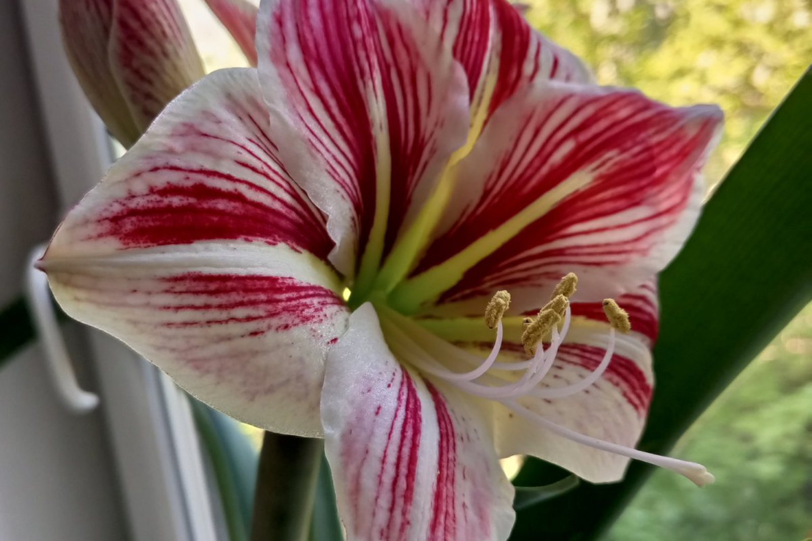 A Hippeastrum flower blooming on a sunny windowsill.