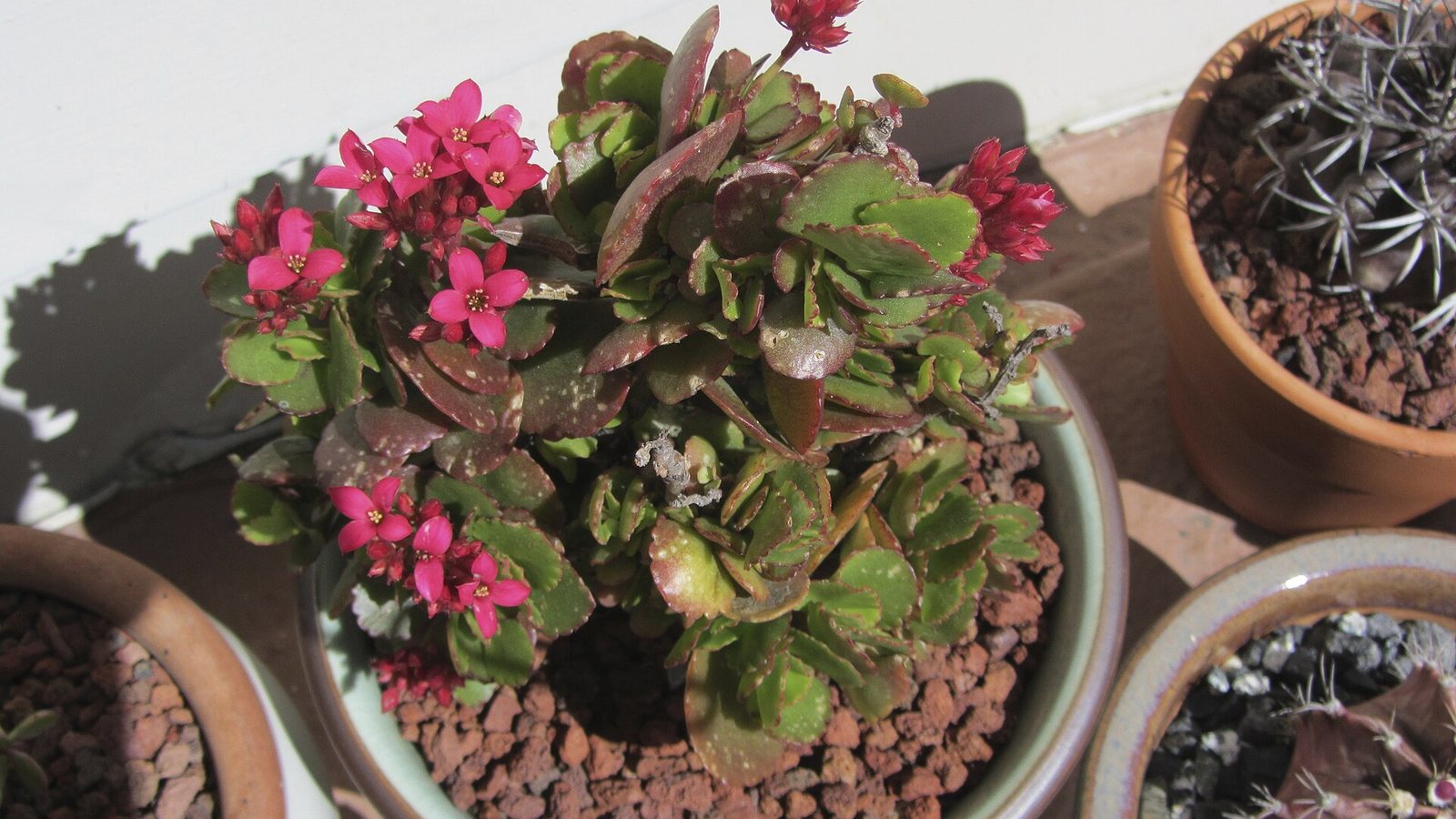 Summer Heat: How to Protect Your Houseplants