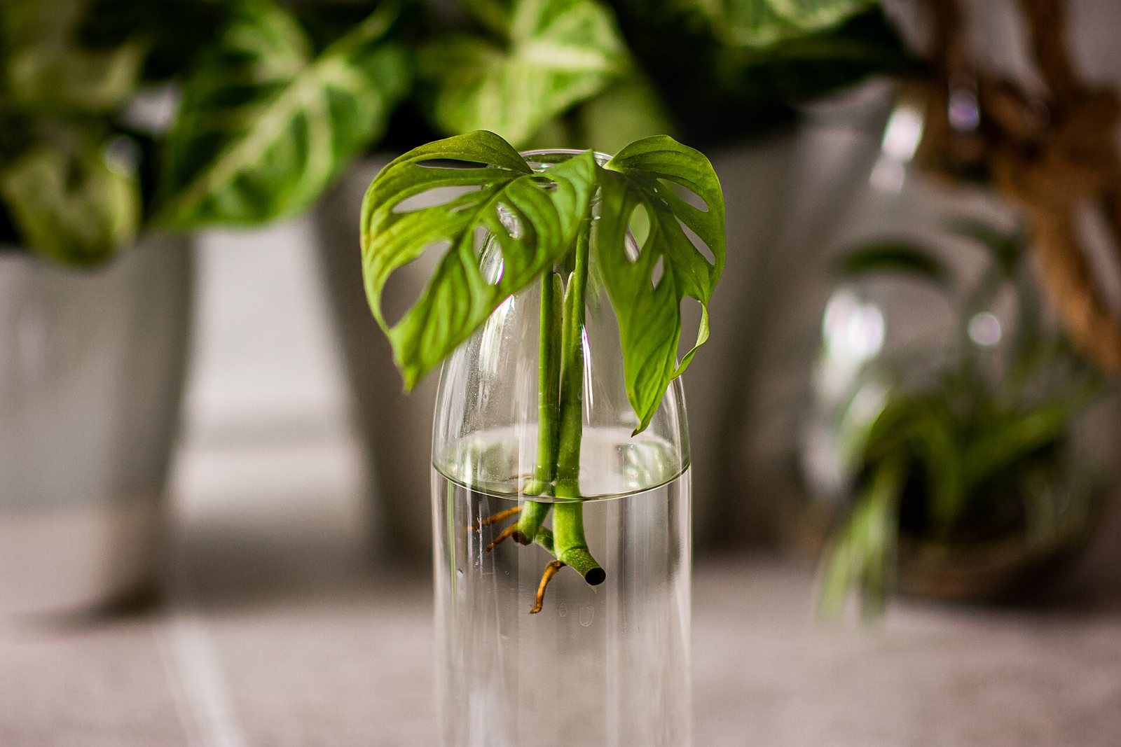 Suda köklenen bir Monstera adansonii çeliği.