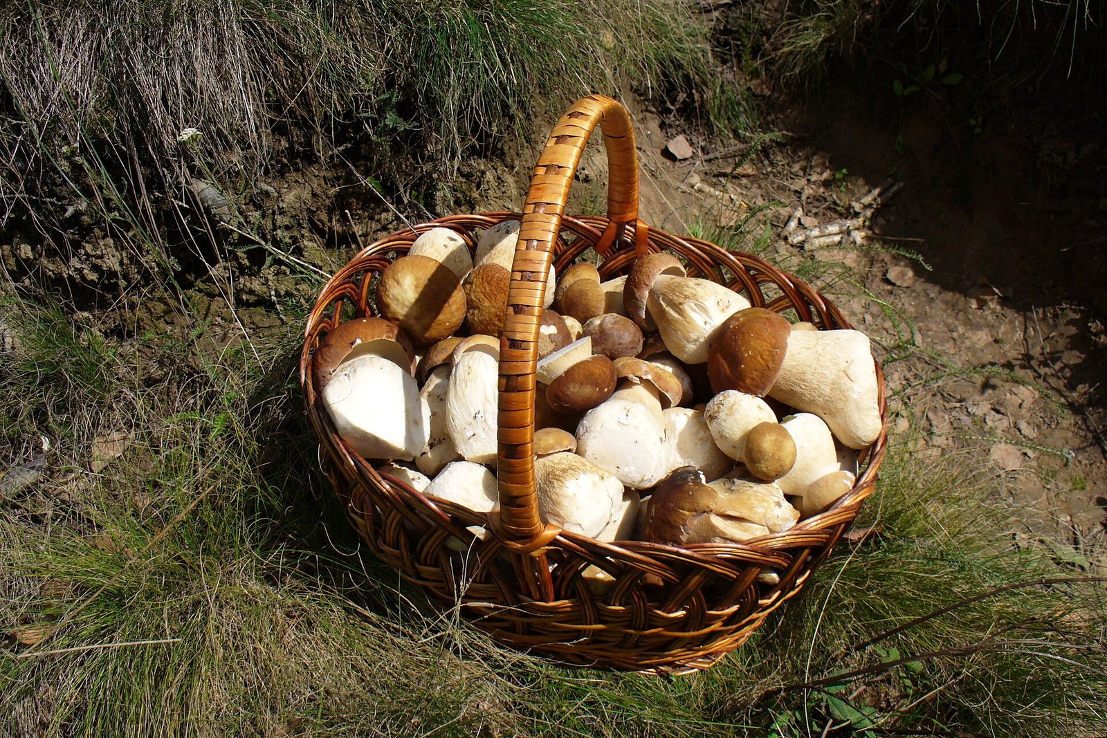 Çimenlerin üzerinde, hasır bir sepette biriktirilmiş Boletus edulis (porcini) mantarları.