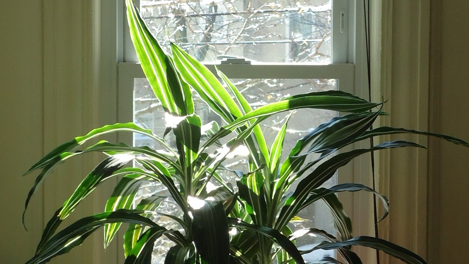 Measuring Light for Your Plants with Flori