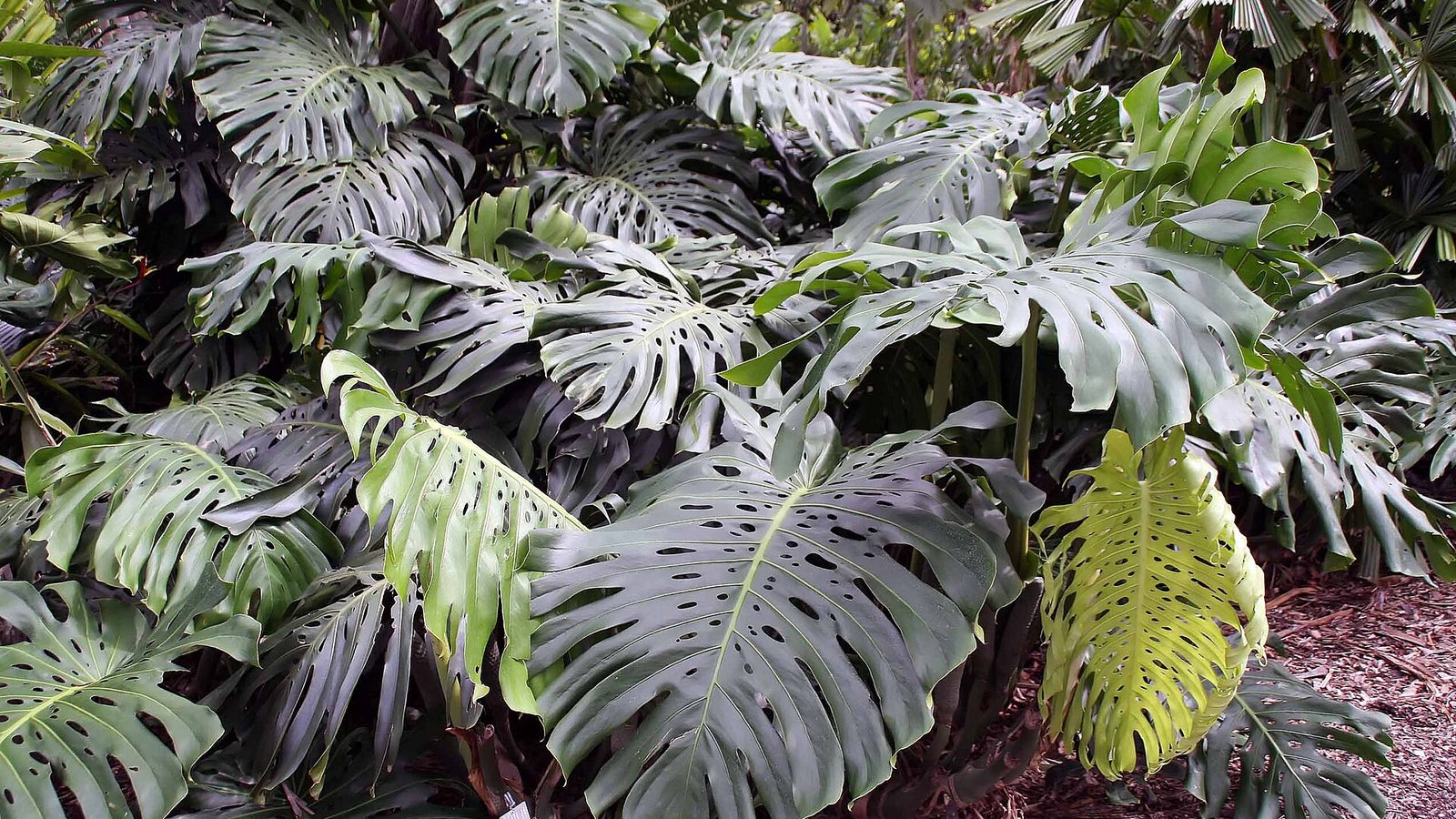Deve tabanı (Monstera deliciosa)