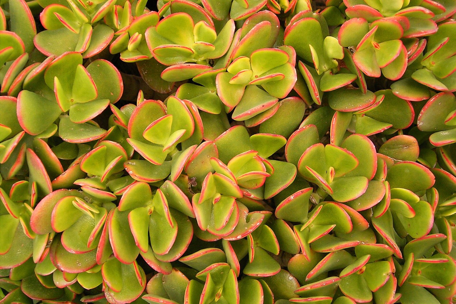 Kalın yapraklarında su depolayan sulu bir bitki olan jade bitkisi (Crassula ovata).