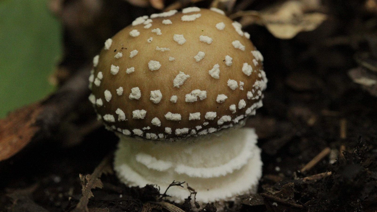 Panter mantarı (Amanita pantherina)