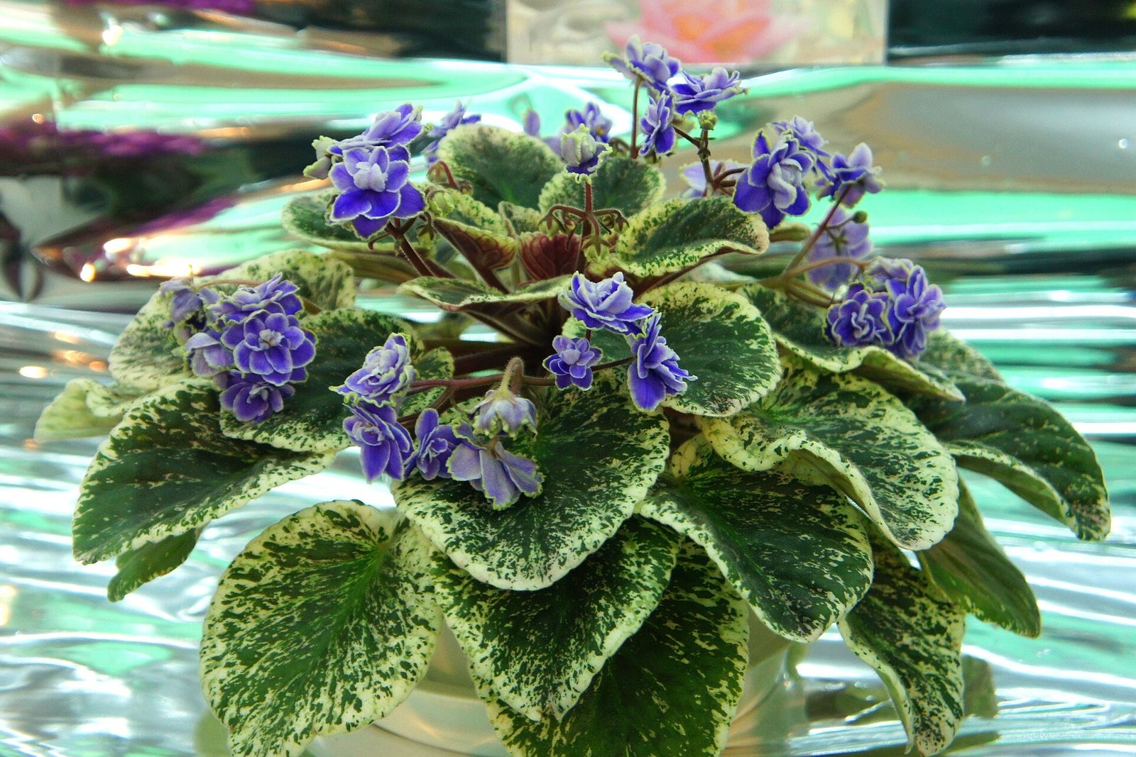 A potted African violet with purple flowers above ruffled, variegated leaves.