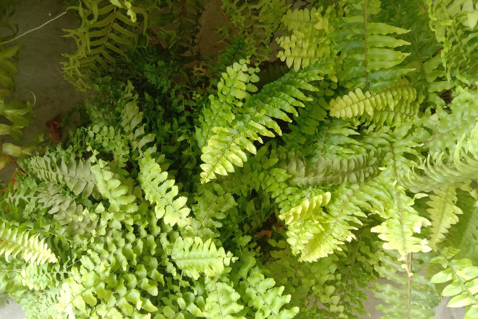 Bright green, arching fronds of a Boston fern (Nephrolepis exaltata).