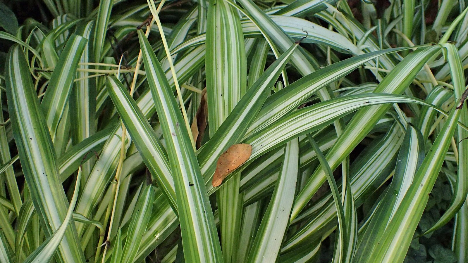 Pet-Safe Houseplants for Cats and Dogs