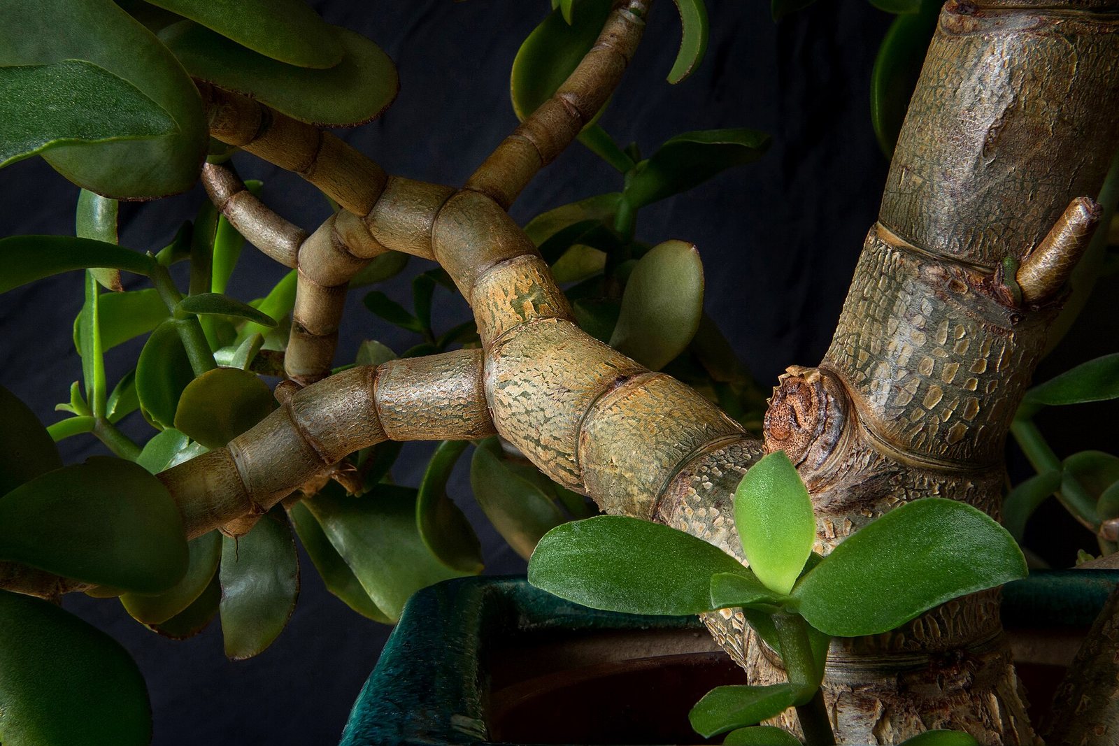 Thick branches and fleshy leaves of a jade plant in a glazed pot.