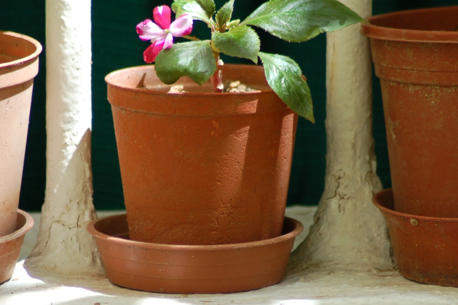 A single potted plant with a pink flower standing alone on a sunny sill.