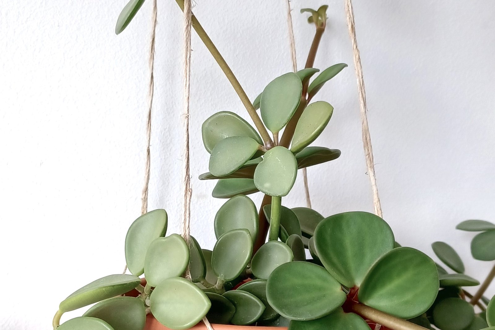 A peperomia with round, fleshy green leaves in a pot hung from jute cords.