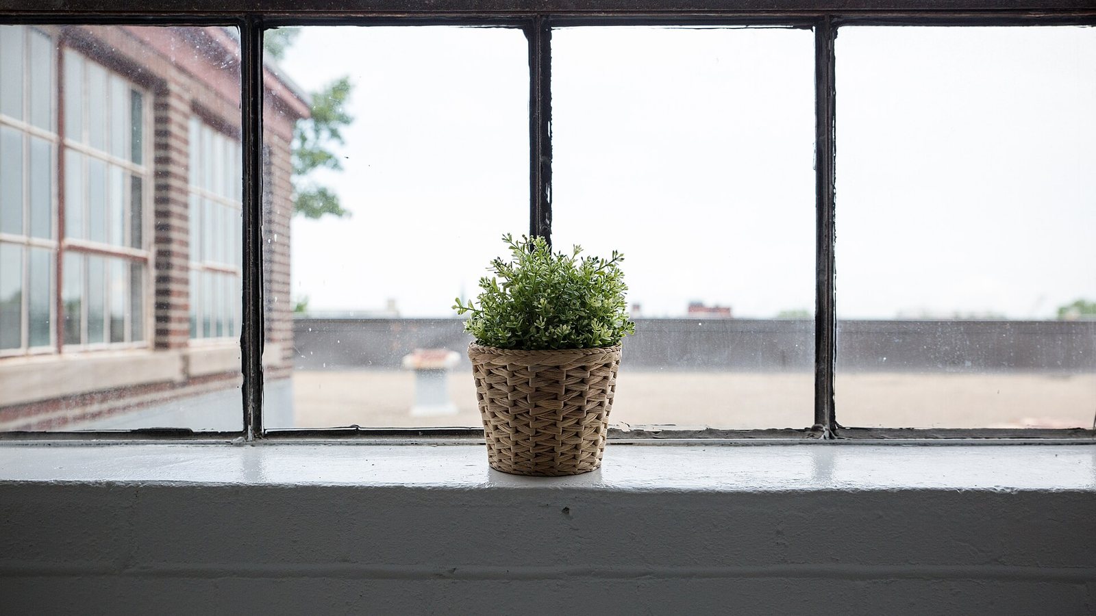 Using the Plant Hospital to Nurse a Sick Plant