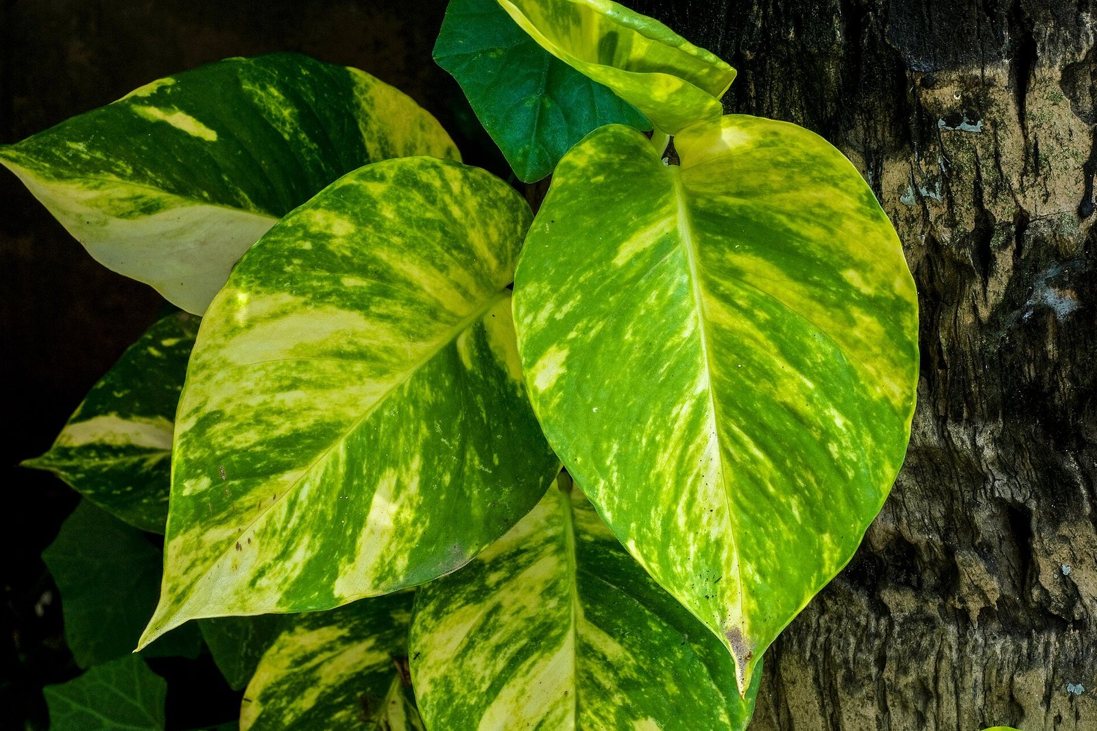 Golden pothos leaves with yellow variegation.