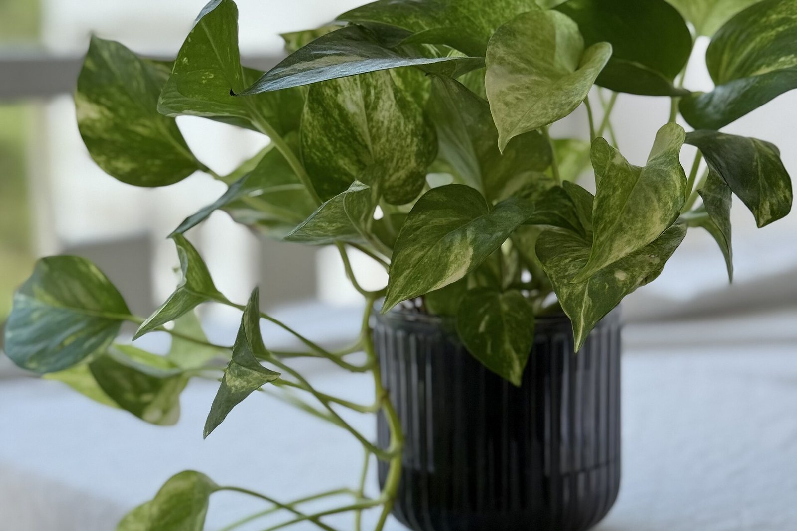 A pothos with trailing stems in a dark pot.