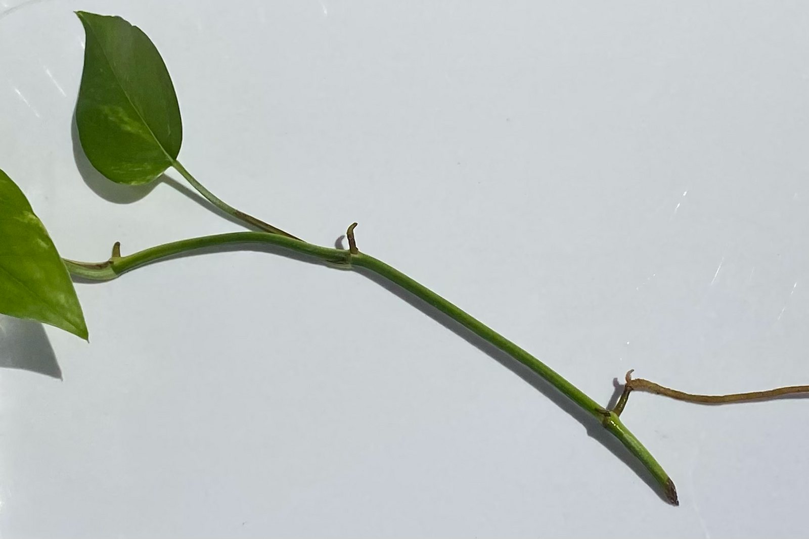 A pothos cutting with a node and a small aerial root along the stem.