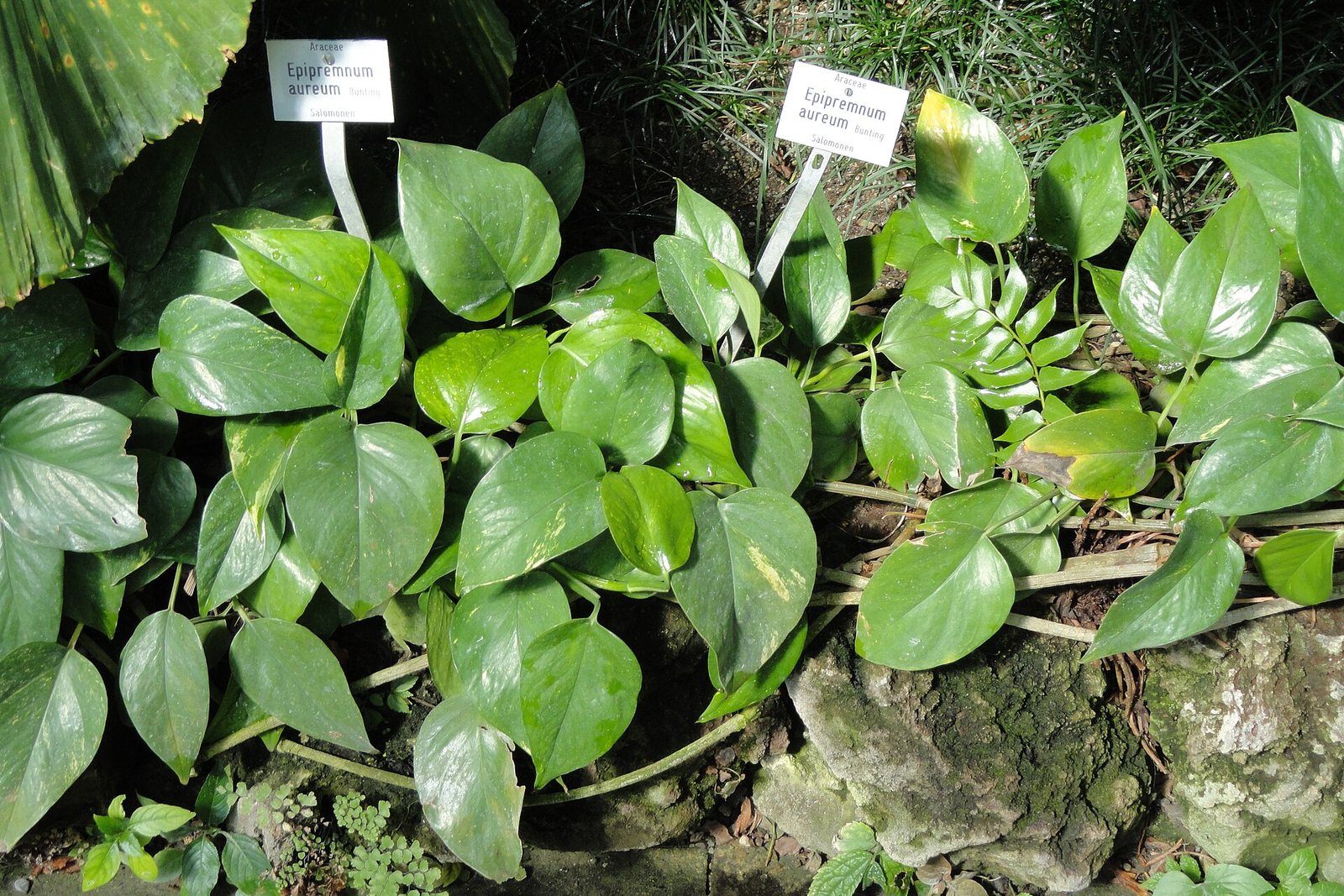 A pothos plant growing in a botanical garden.