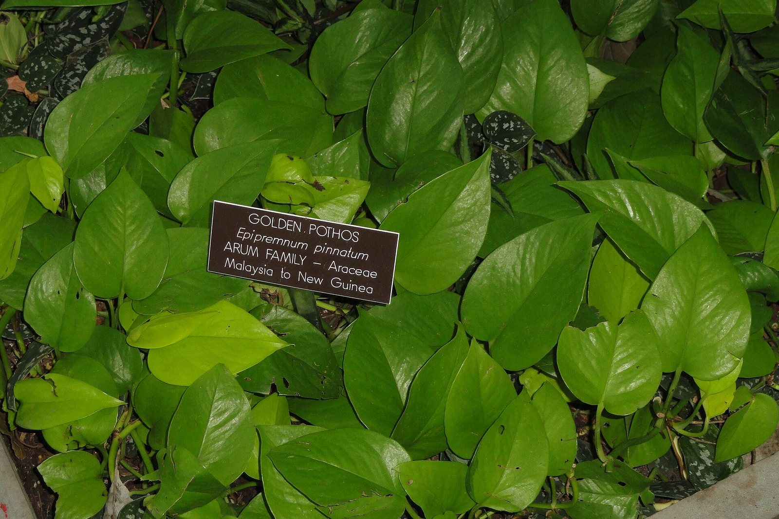 Golden pothos with heart-shaped leaves and its label.