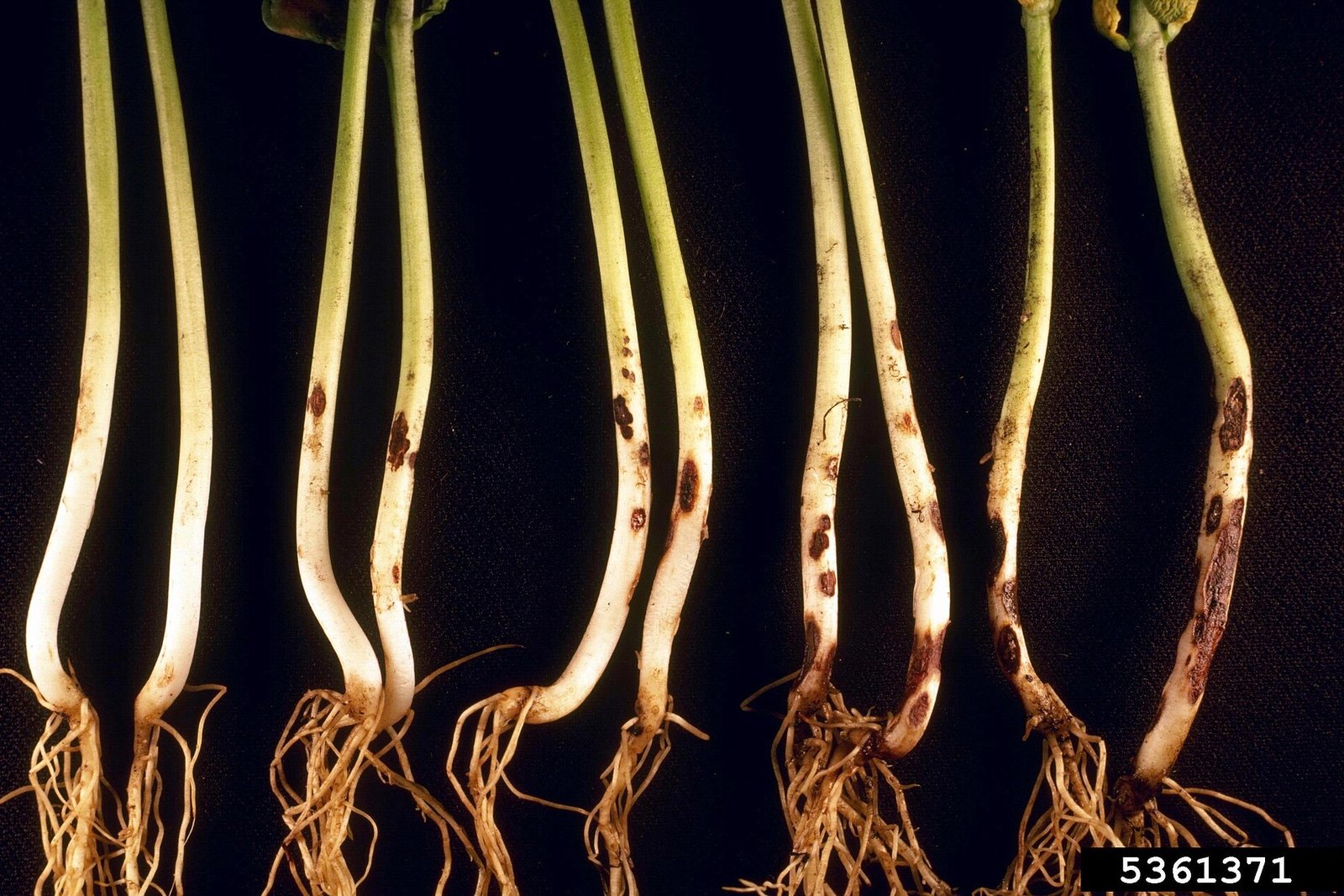 Bean seedling roots with brown, sunken rot lesions along the stems and rootlets.