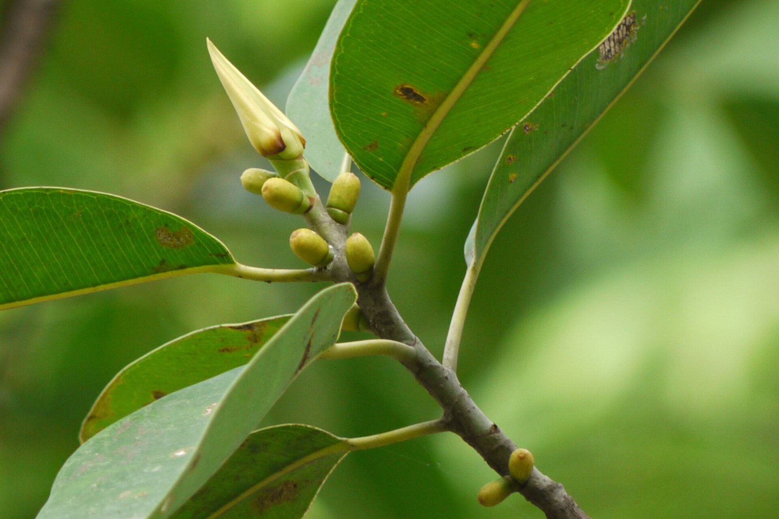 Glossy rubber plant leaves with young fig-like fruits on a branch.