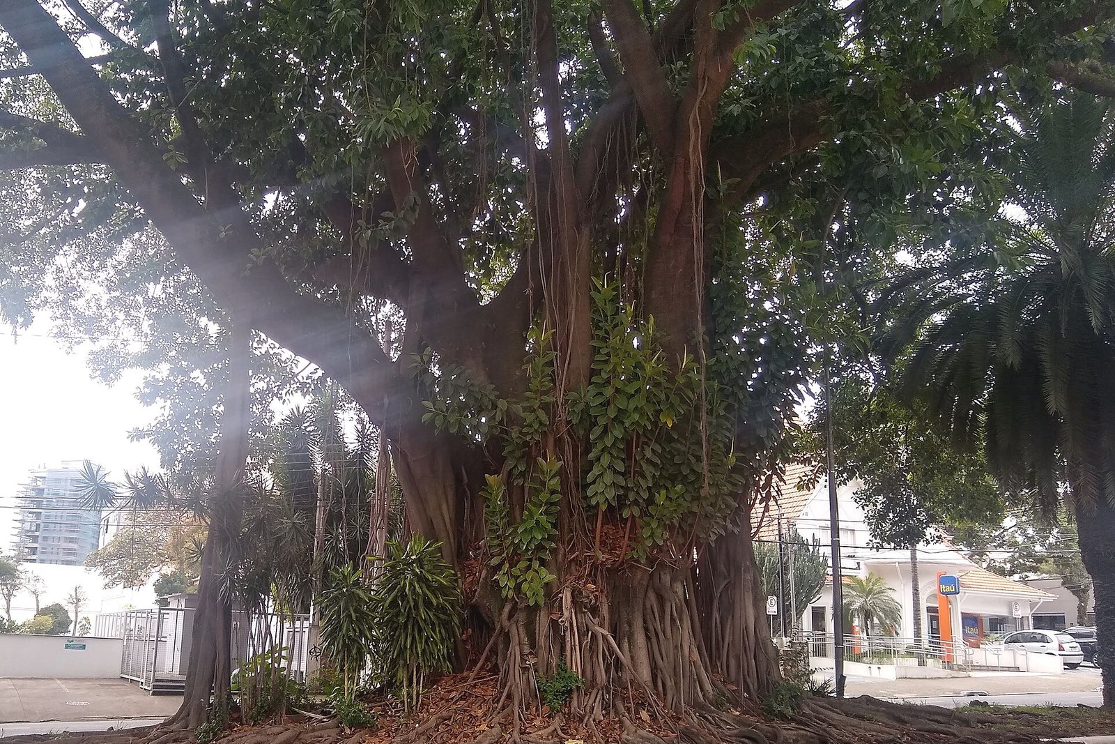 A mature rubber tree with aerial roots growing outdoors in São Paulo.