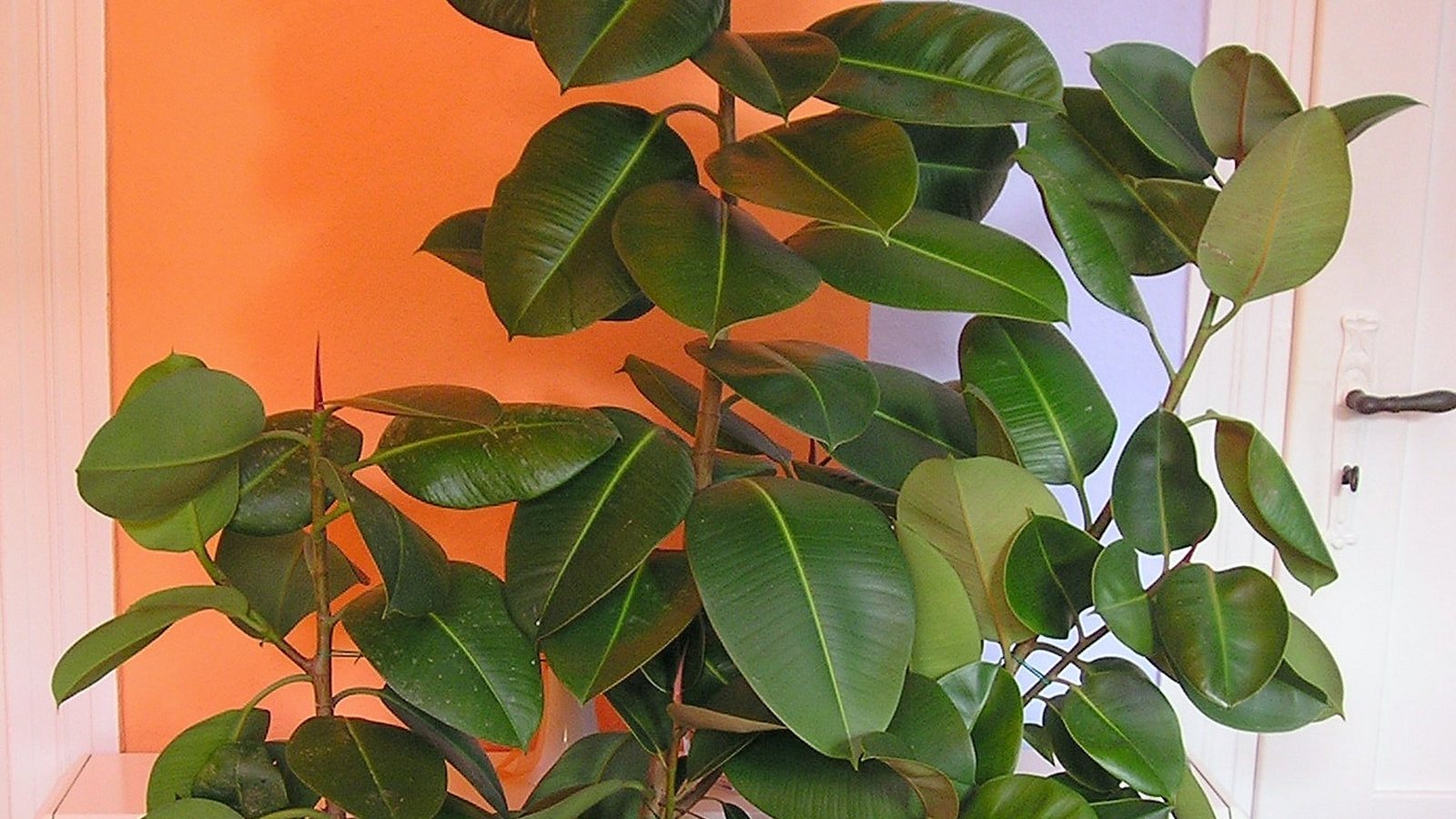 Rubber plant (Ficus elastica)