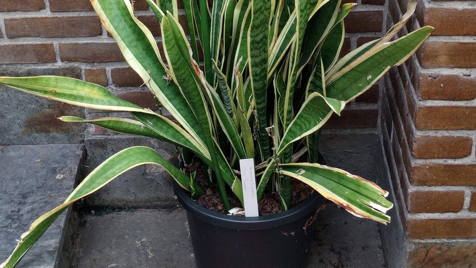 Paşa kılıcı (Dracaena trifasciata)