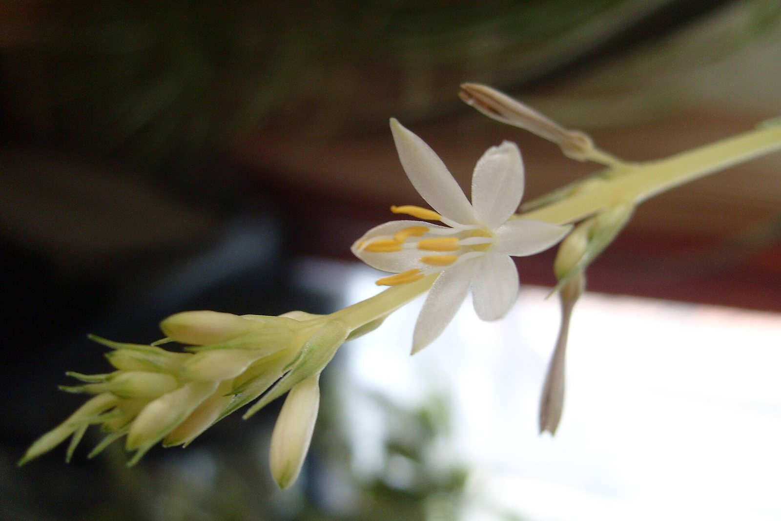 A spider plant flower spike with small white flowers.