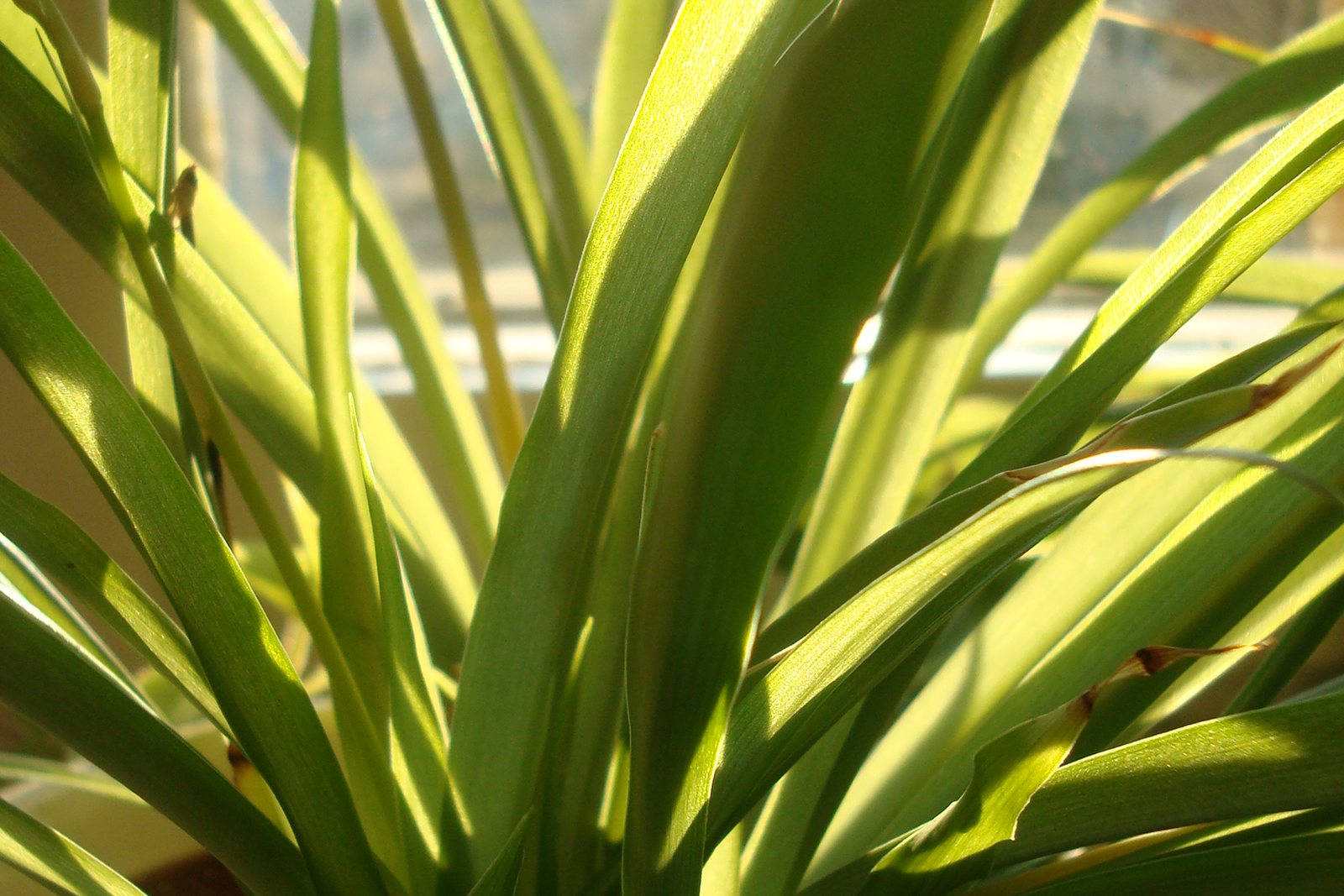 Narrow spider plant leaves lit by window light.