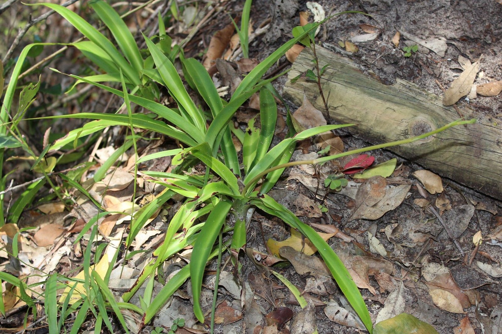 A spider plant growing wild in the Eastern Cape, South Africa.