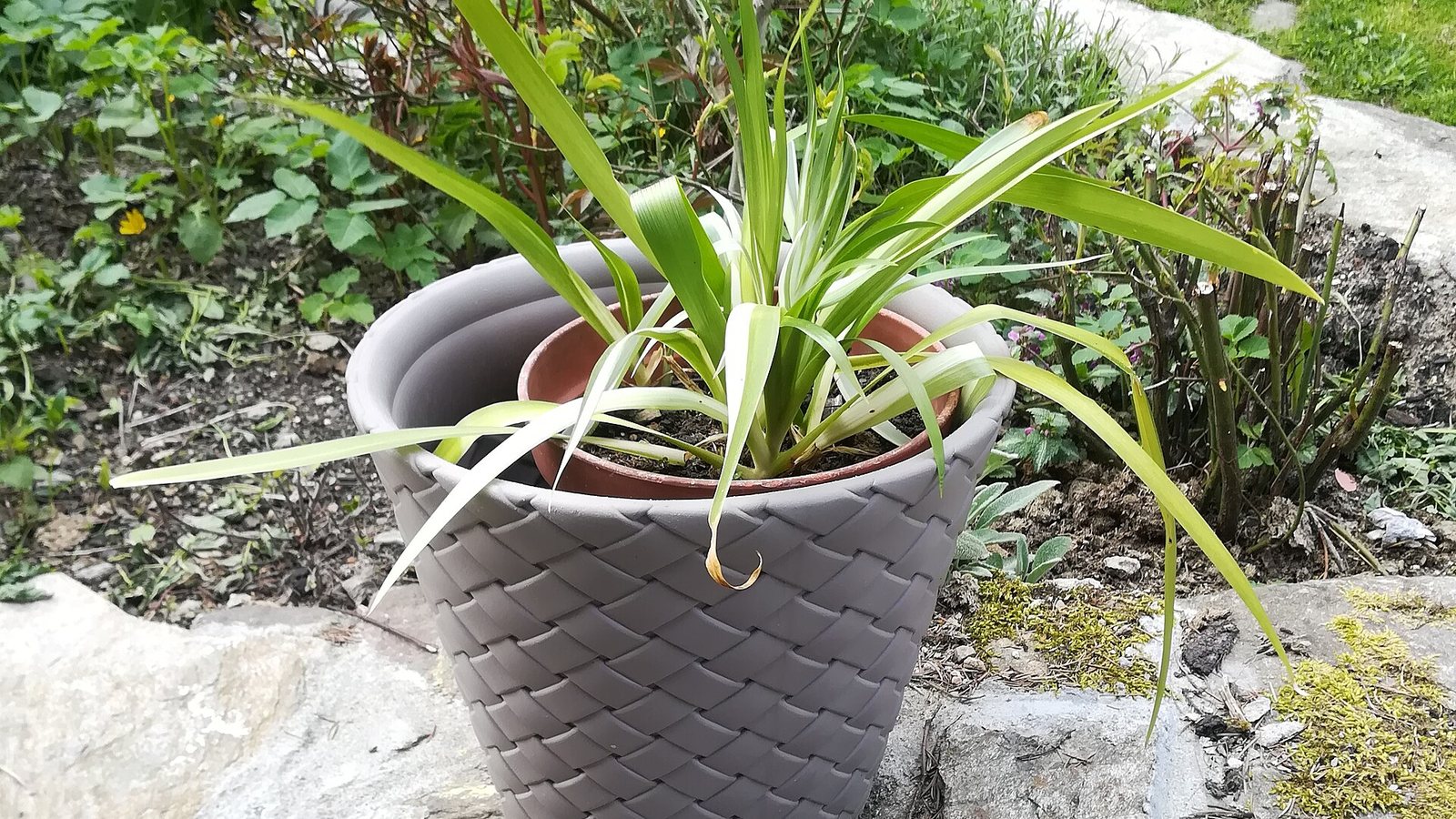 Spider plant (Chlorophytum comosum)
