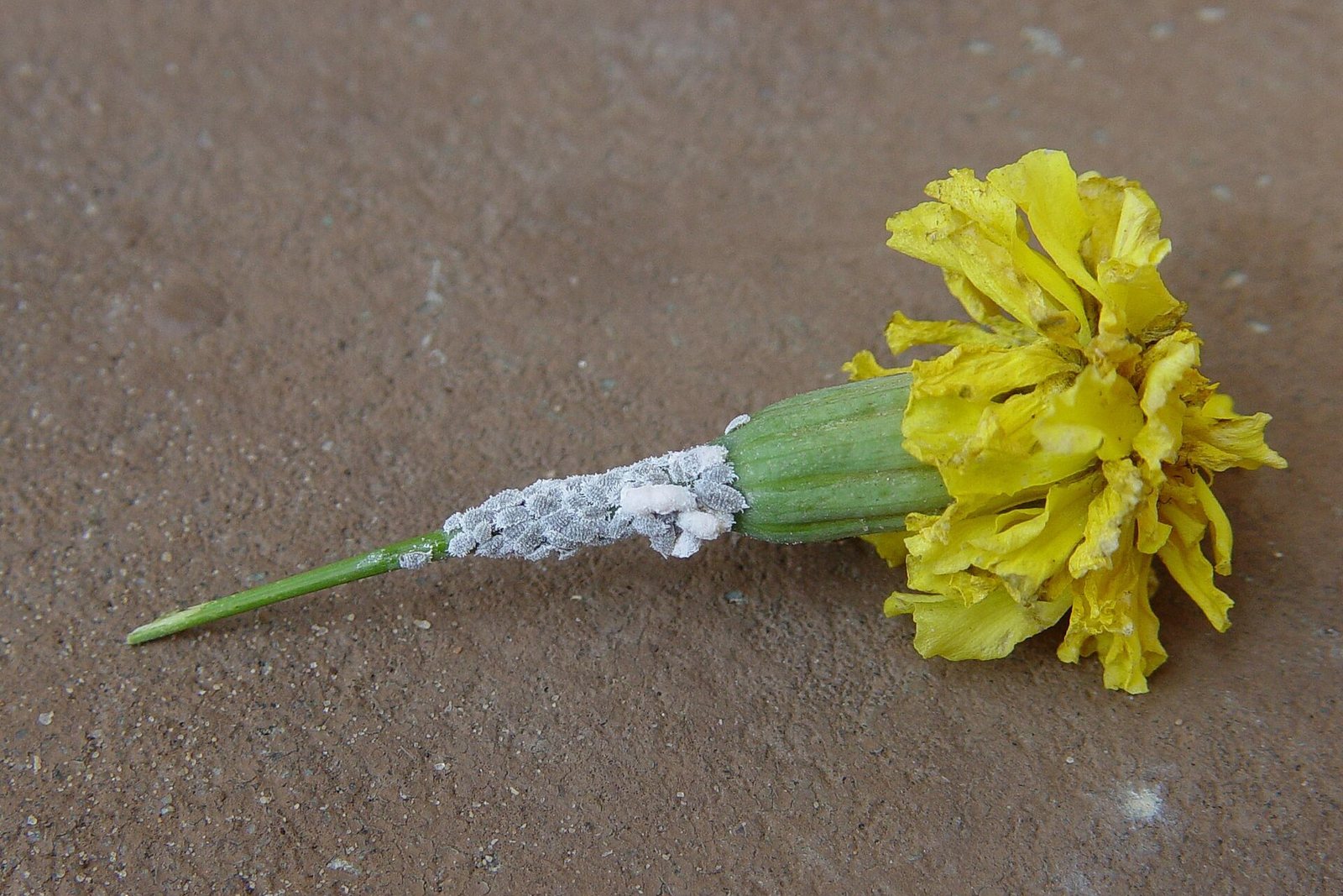 Citrus mealybugs forming a white, cottony mass on a stem.