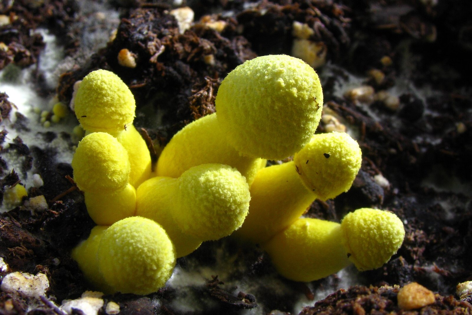 Yellow houseplant mushrooms with white mould threads in the potting soil.