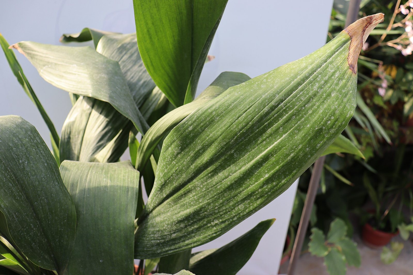 A cast iron plant leaf with a dry, brown tip.