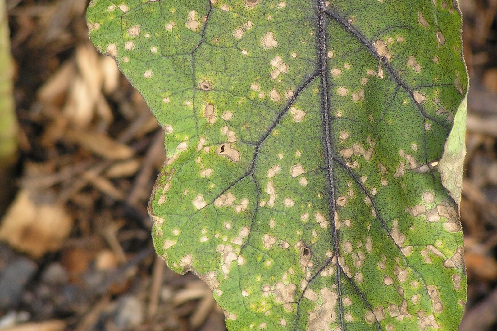 A leaf dotted with brown spots caused by a fungal leaf spot.