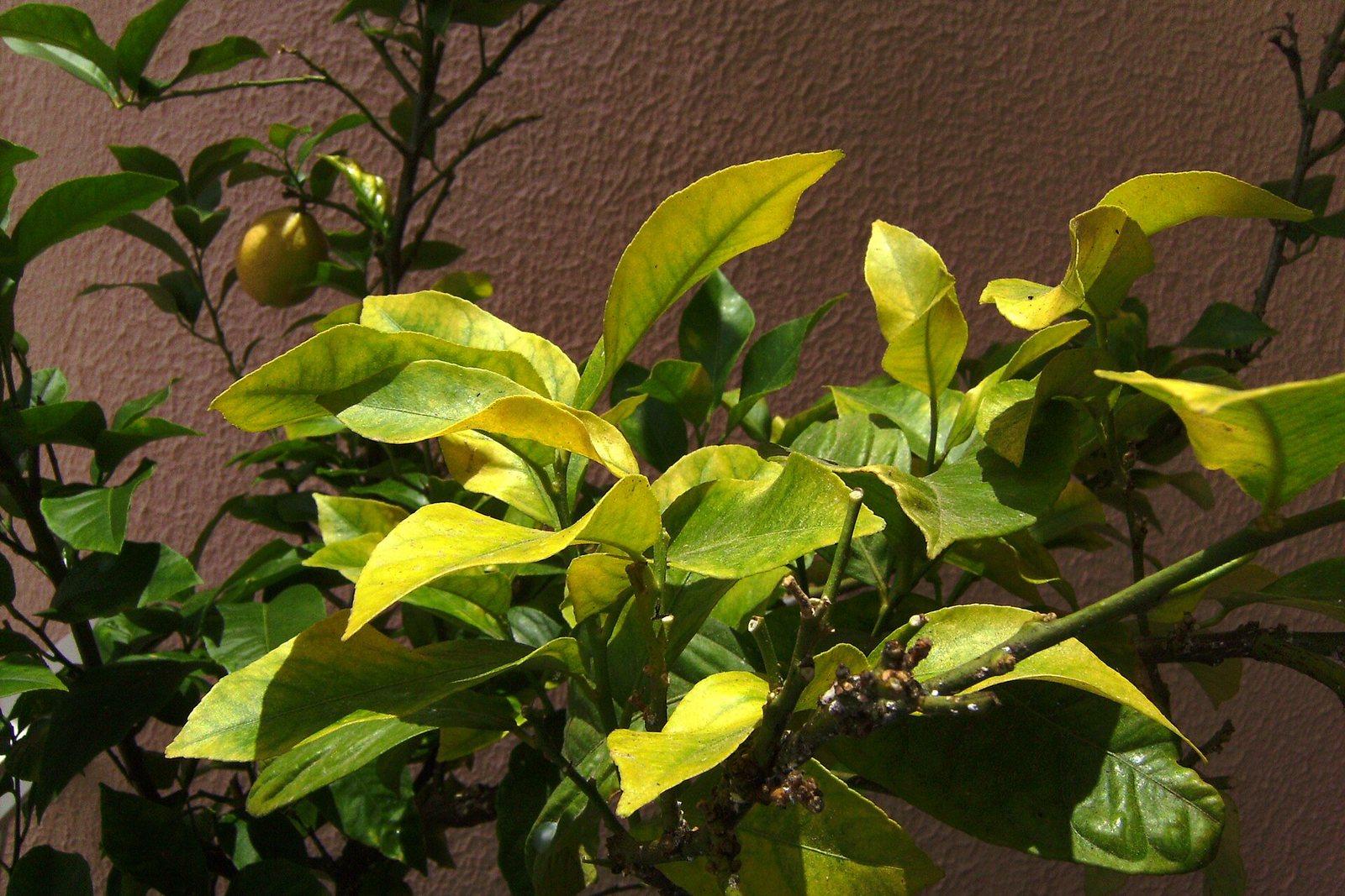 Koyu yeşil yapraklar arasında soluk sarı yapraklar taşıyan bir limon ağacı.