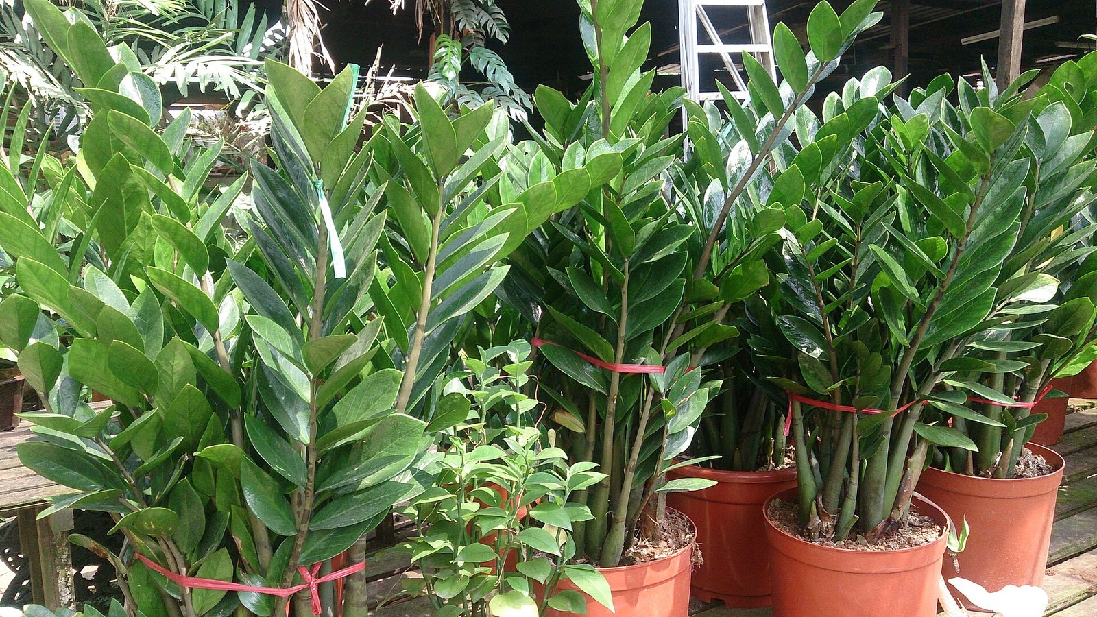 Zamia çiçeği (Zamioculcas zamiifolia)