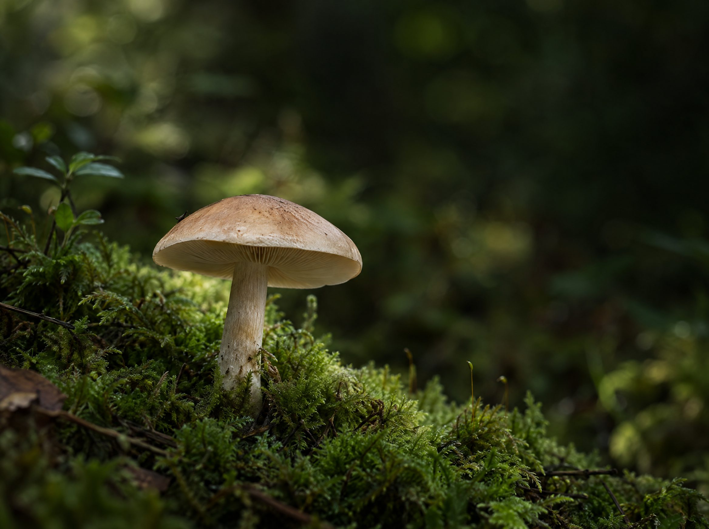A wild mushroom growing from moss