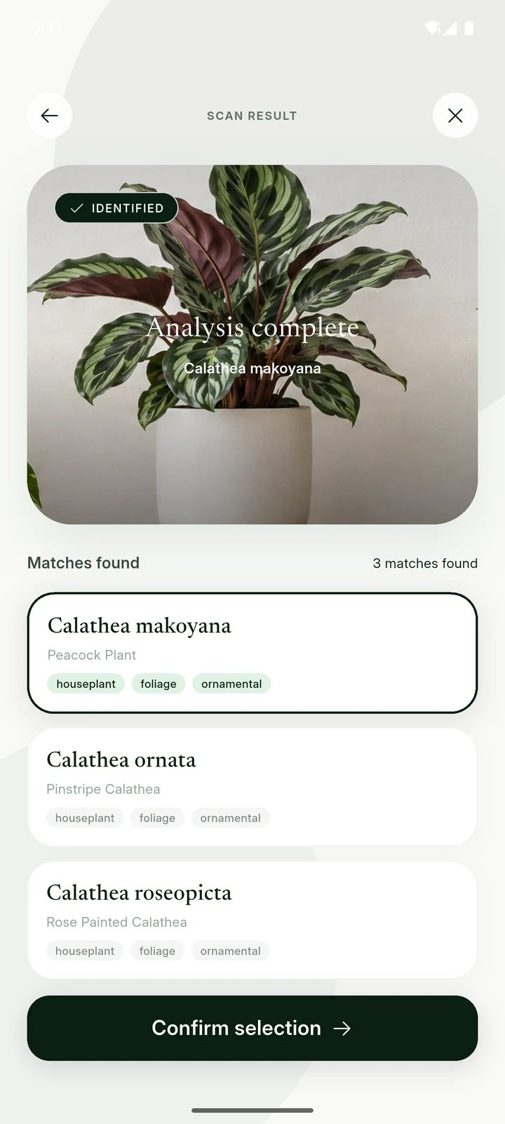 Flori scan result showing three Calathea matches